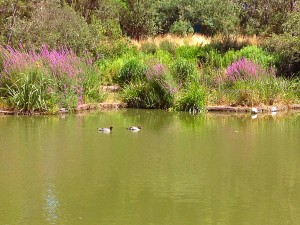 IMG_0683