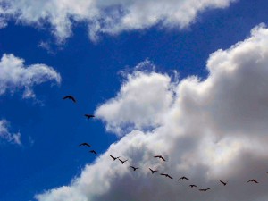 IMG_0704